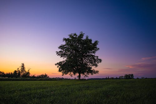 ağaç, akşam karanlığı, alan içeren Ücretsiz stok fotoğraf