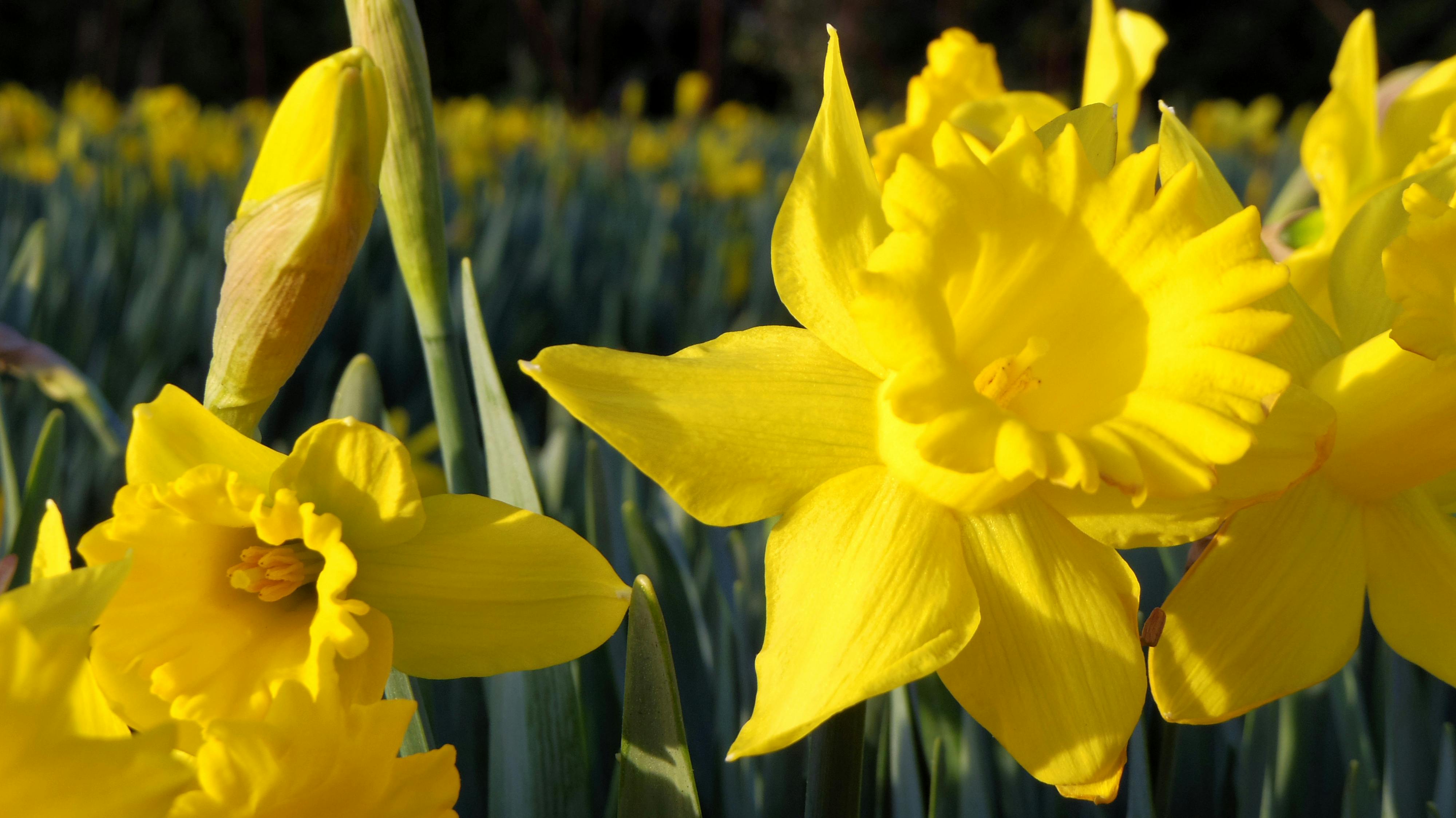 Image result for Daffodil day