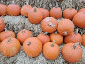 南瓜系列充满活力地排列在干草捆上，非常适合秋季装饰