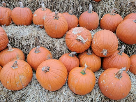 南瓜系列充满活力地排列在干草捆上，非常适合秋季装饰