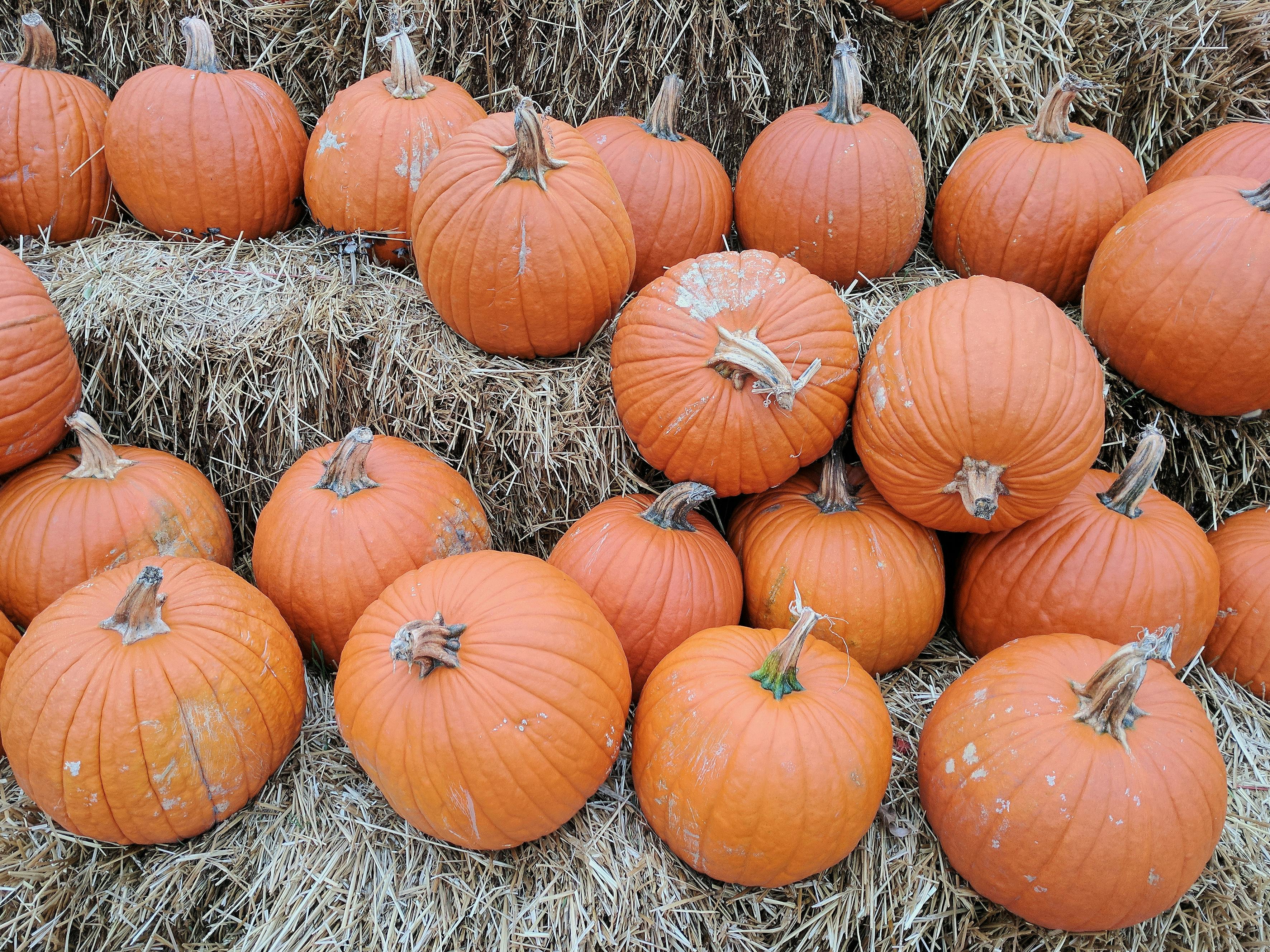 Orange Pumpkin Lot ?? Free Stock Photo