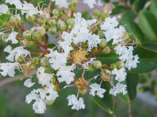 Free stock photo of bloom, environment, greenery Stock Photo
