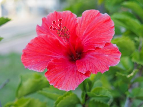 Free stock photo of bloom, environment, greenery Stock Photo