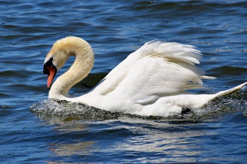 Free Close-Up Shot of a White Swan Stock Photo