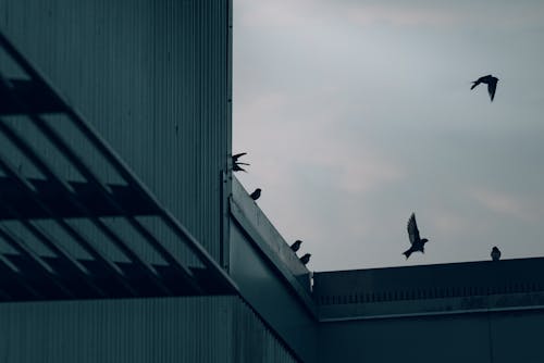 Foto stok gratis atap, bayangan hitam, burung_flying