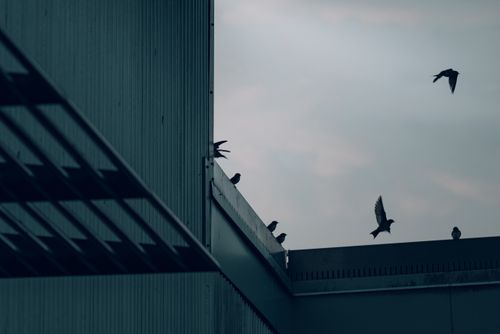 Free Silhouetted birds perch and fly against a moody evening sky, atop urban rooftops. Stock Photo