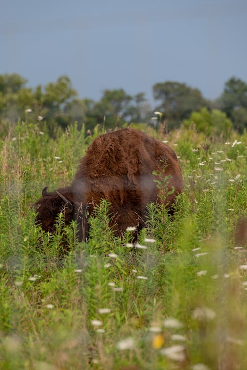 Foto stok gratis bidang, binatang, bison