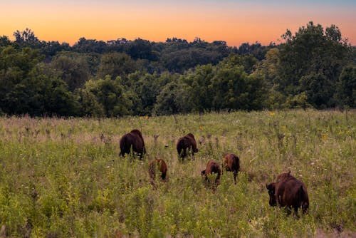 Brown Animals on Green Grass Field