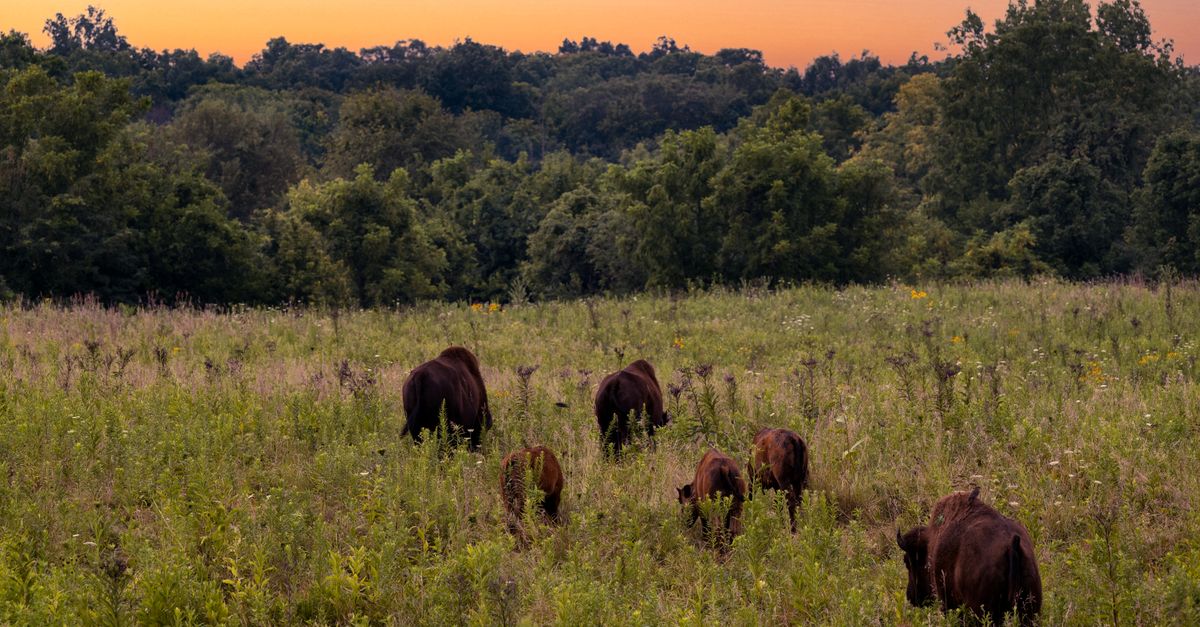 A peaceful scene of bison grazing during sunset in a lush, green grassland.