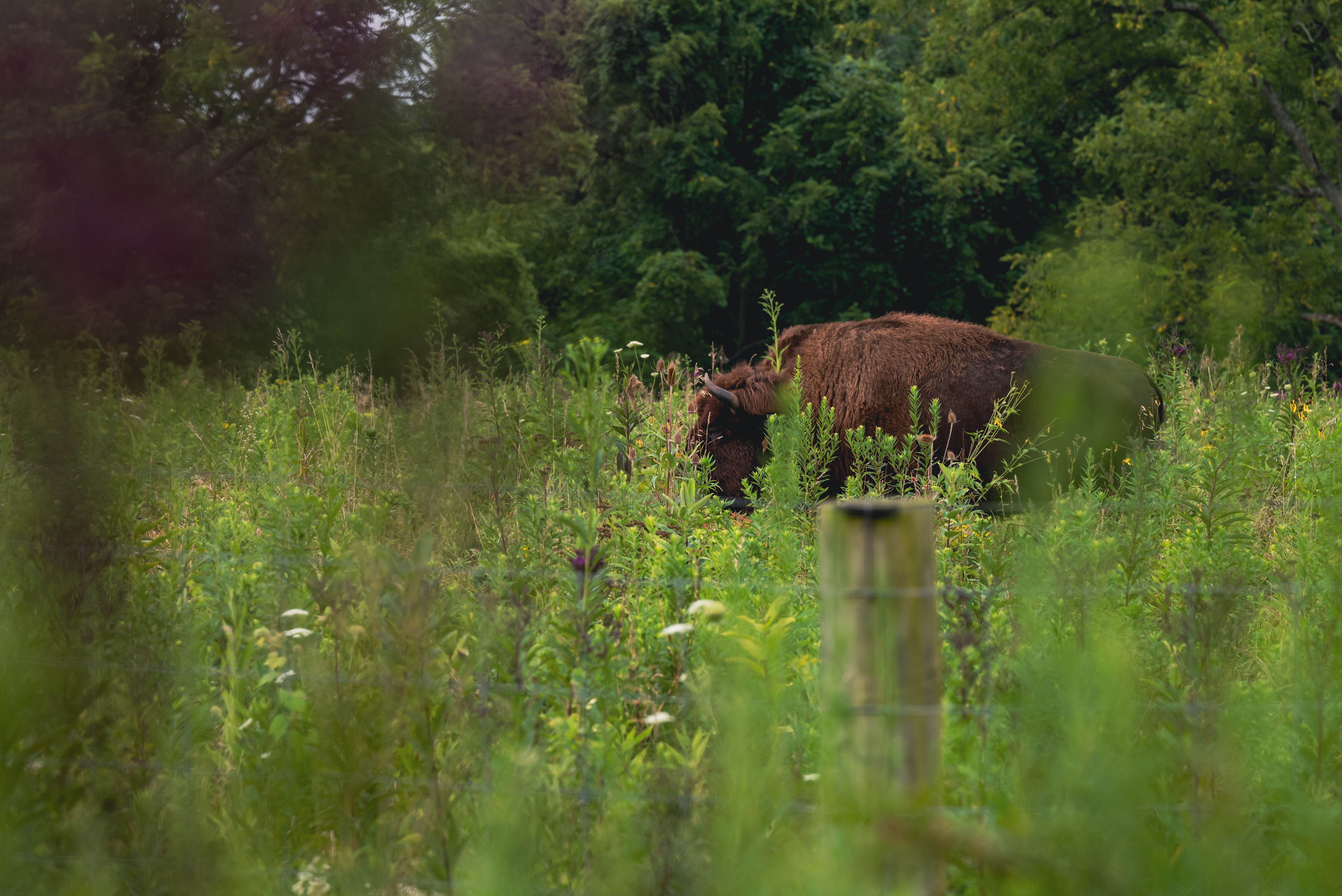 A bison grazing in a vibrant meadow, surrounded by lush greenery in a natural setting.