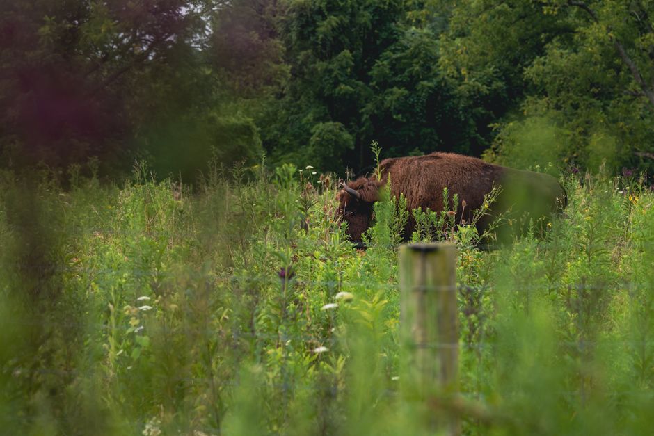 A bison grazing in a vibrant meadow, surrounded by lush greenery in a natural setting.