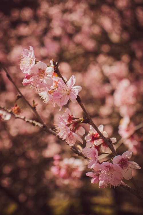 Pink Flowers in Close Up Photography