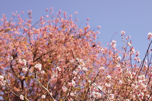 Pink Flowers of a Cherry Blossom Shrub