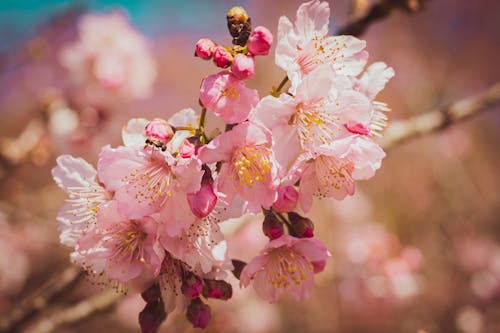 Gratis lagerfoto af blomsterfotografering, flora, japansk kirsebærtræ