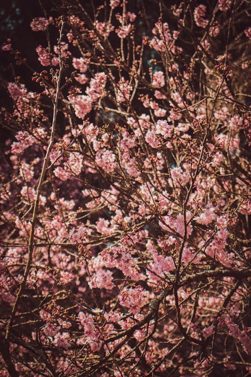 Foto profissional grátis de aumento, flor de cerejeira, flora