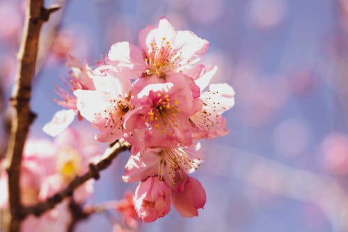 Close-Up Shot of Cherry Blossoms 