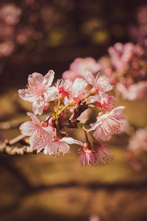 Free Cherry Blossoms in Bloom Stock Photo