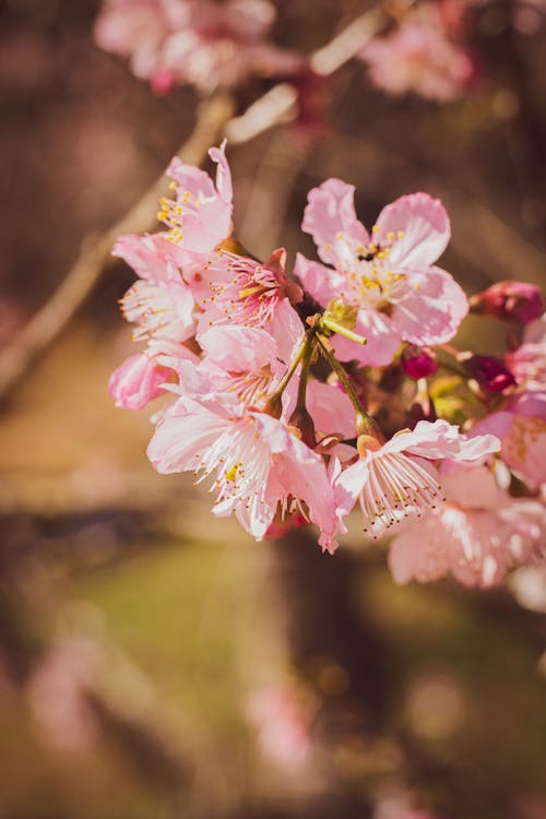 Ingyenes stockfotó cseresznyevirágok, elmosódott háttér, függőleges lövés témában