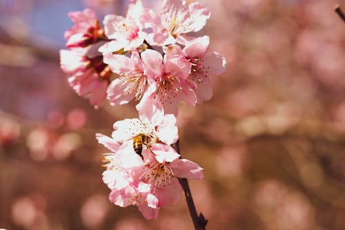 Close-Up Shot of Cherry Blossoms in Bloom