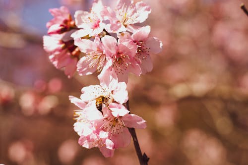 Free Close-Up Shot of Cherry Blossoms in Bloom Stock Photo