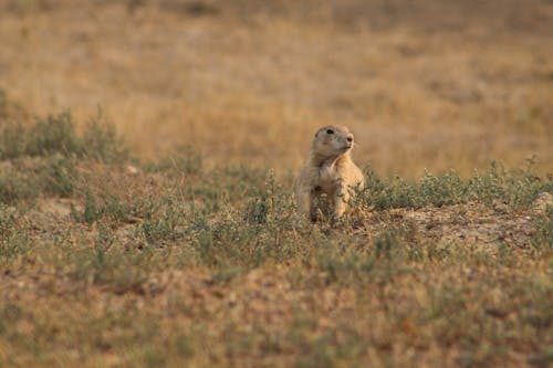 Prairie Dog on Dry Grass