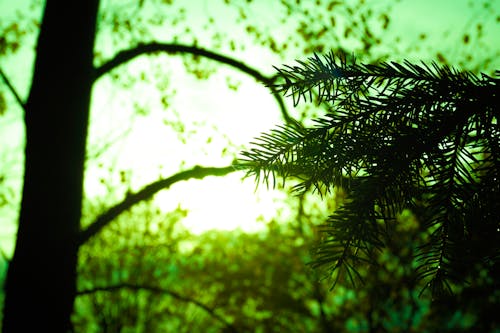 Free Silhouette of Tree Leaf on Green Background Stock Photo