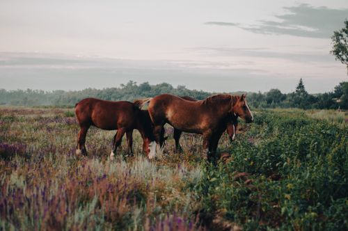 Free Brown horses grazing in a colorful meadow at dawn, surrounded by nature's beauty. Stock Photo