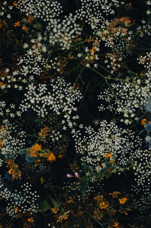 Free Close-up of white flower clusters contrasted with lush green leaves and vibrant orange blossoms. Stock Photo