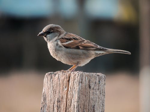 Free Close Up Photo of a Brown Bird Stock Photo
