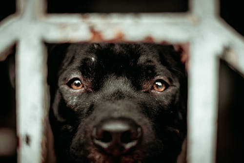 Free Black Dog in Close Up Photography Stock Photo