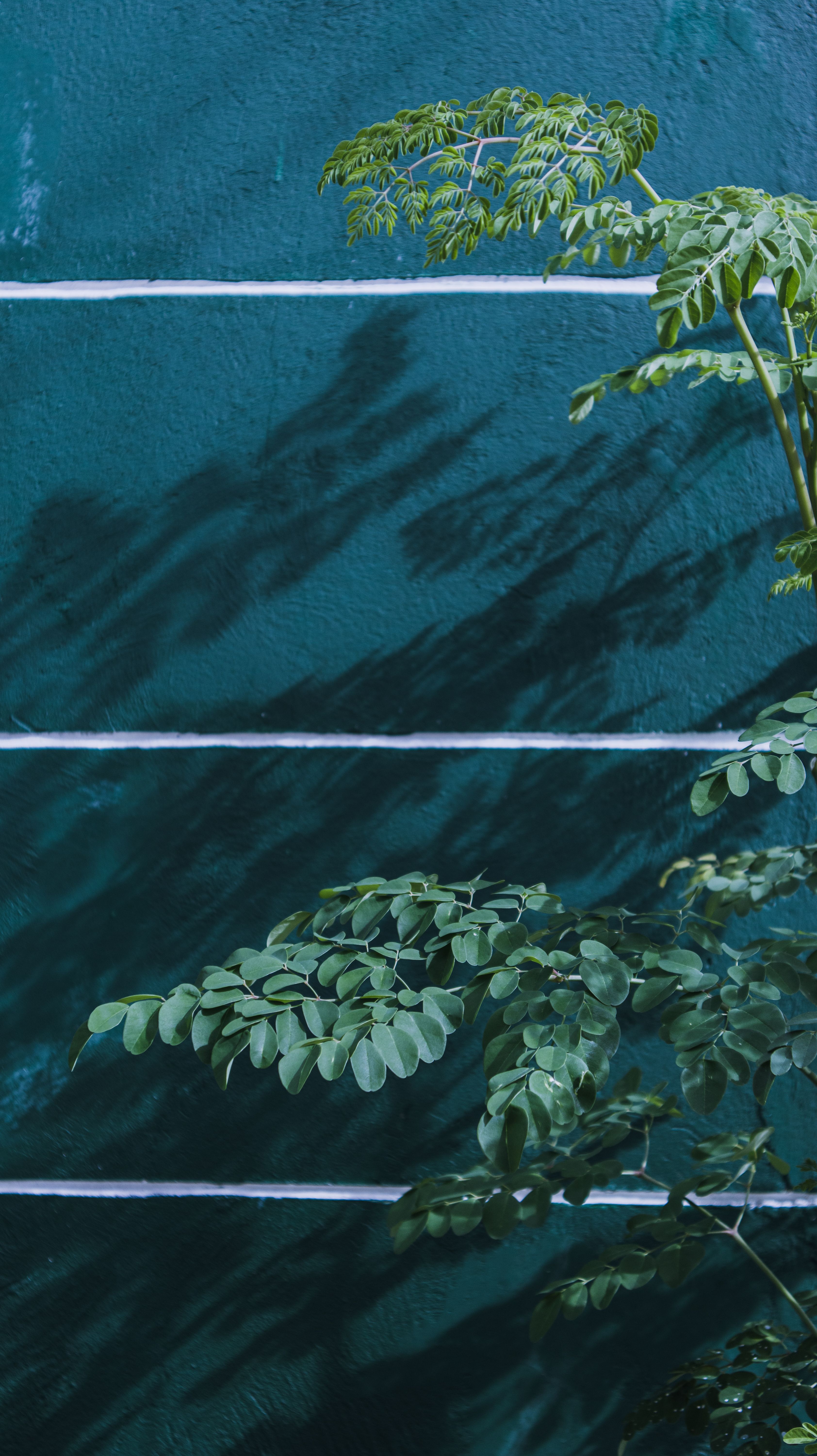 Fotomural Hojas verdes exuberantes proyectando sombras en una pared azul texturizada, creando una escena natural y artística.