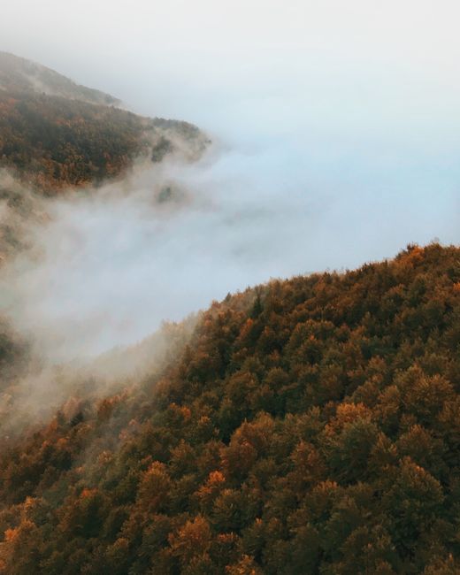 Serene aerial view of a fog-covered autumn forest with vibrant foliage at dawn.