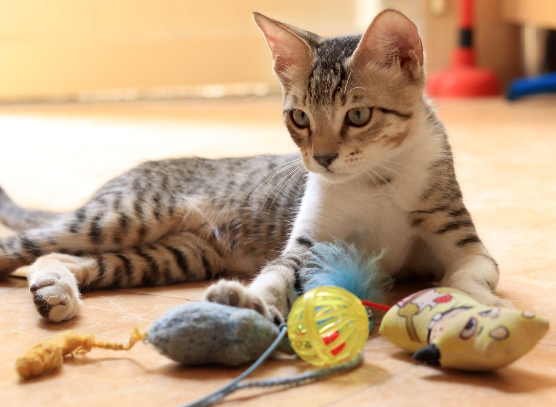 Tabby cat relaxing on a bright indoor floor with its favorite toys nearby