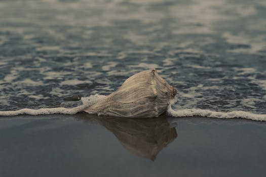 岸边躺着一枚饱经风霜的贝壳，温柔的波浪冲刷着沙子