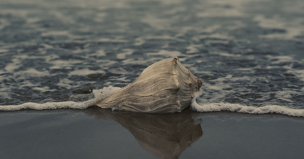 Grey Conch Shell on Shore · Free Stock Photo