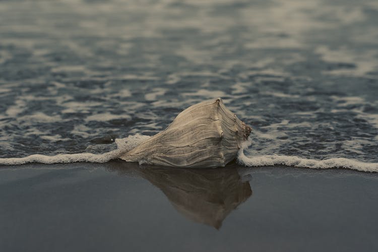 Grey Conch Shell On Shore