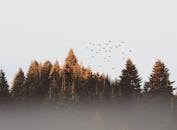 雾中笼罩着常青树的宁静画面，鸟儿在白天飞过