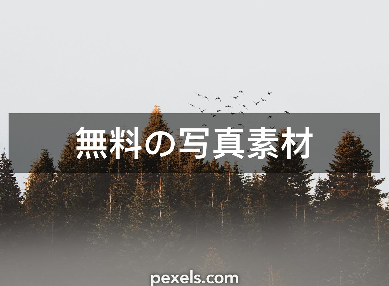 1000 Macの壁紙と一致する写真 Pexels 無料の写真素材