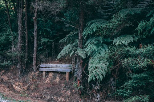 Ingyenes stockfotó dzsungel, erdő, esőerdő témában Stockfotó