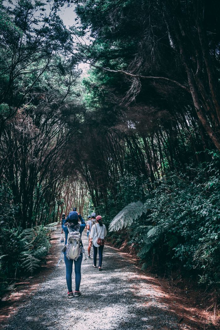 Friends walking a forest trail