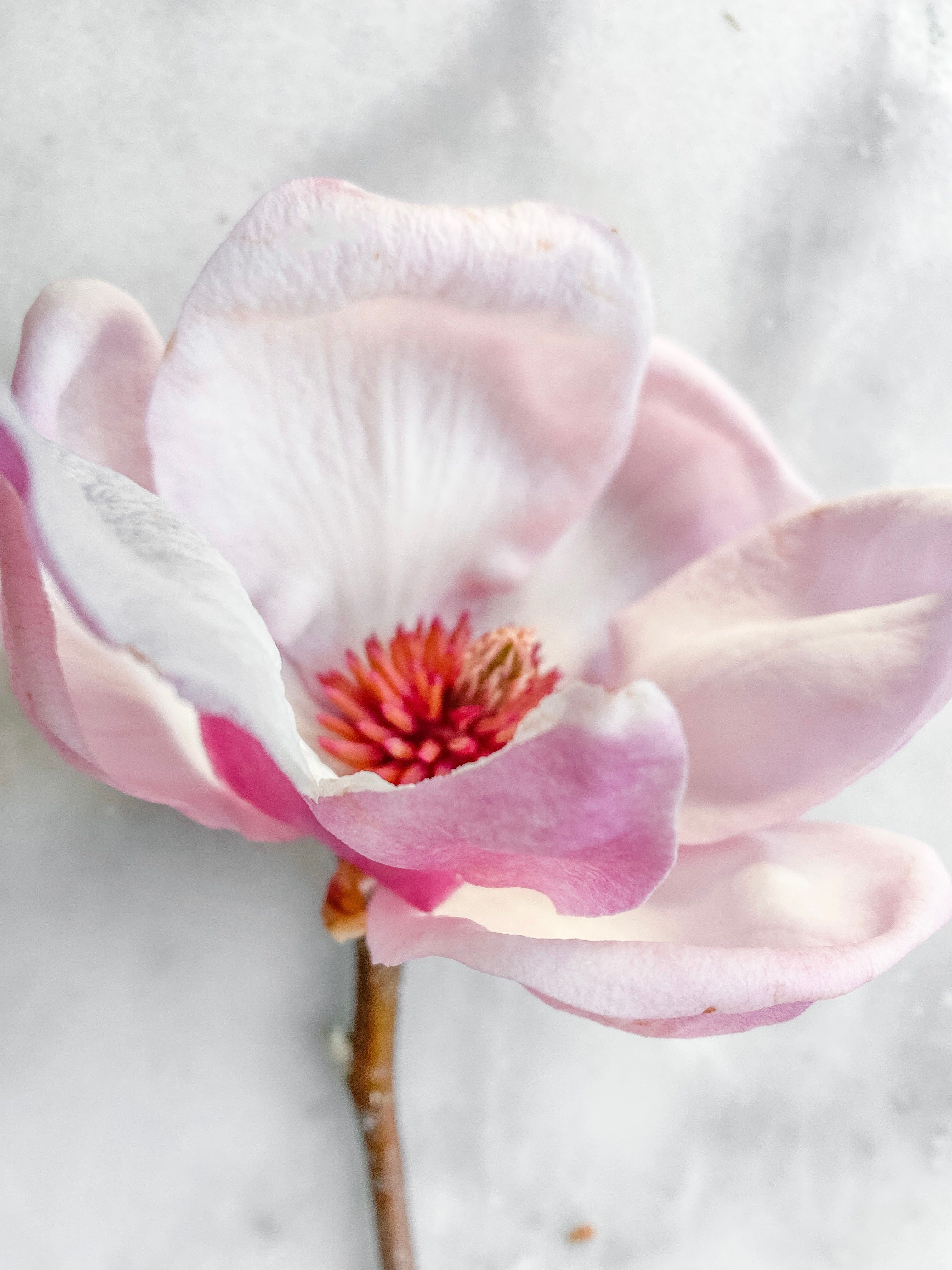 Free Close-up macro shot of a delicate pink magnolia bloom on white fabric. Stock Photo