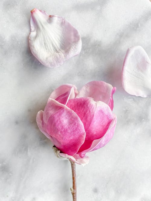 Pink Flower Petals on White Background