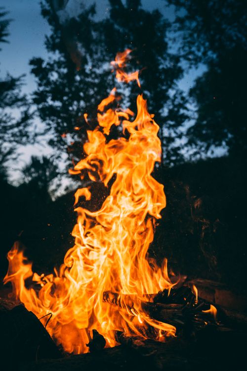 Free A vibrant bonfire illuminates the night with blazing flames and silhouettes of trees. Stock Photo