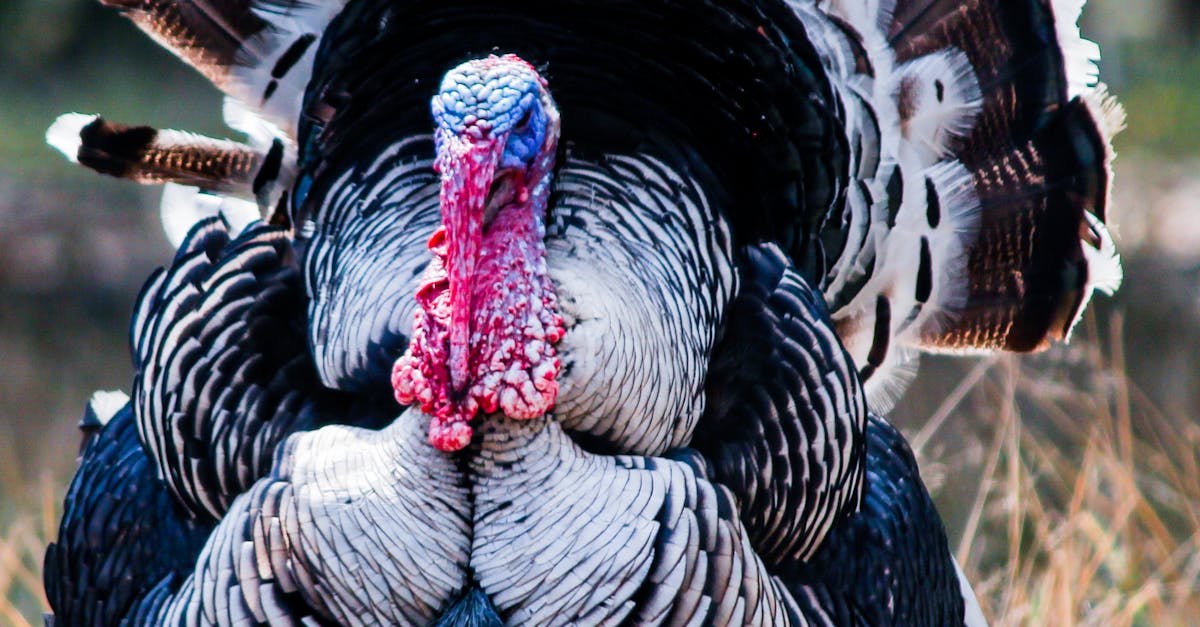 How to inject turkey wings