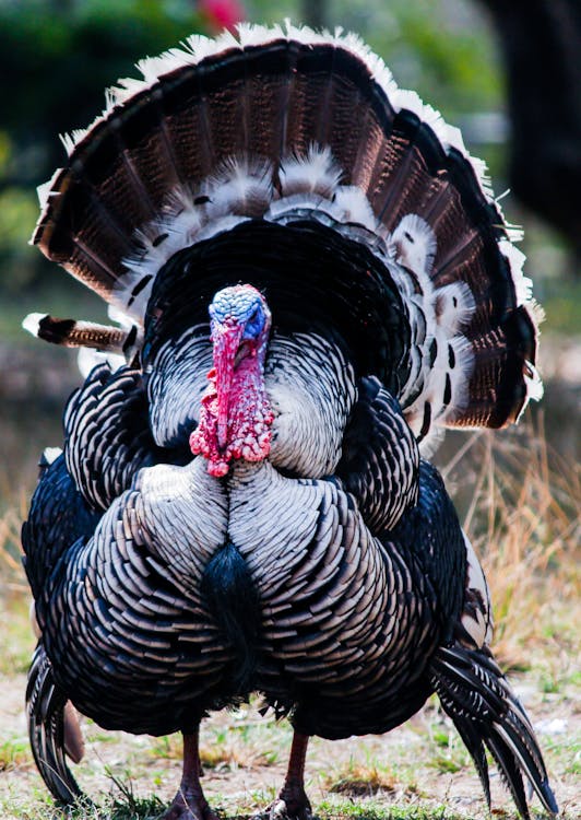Free Wild Turkey Stock Photo