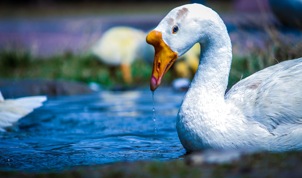 Weiße Und Gelbe Ente Auf Gewässer · Kostenloses Stock-Foto