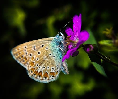 Brown and Blue Butterfly Perched on Purple Flower in Close-up Photography