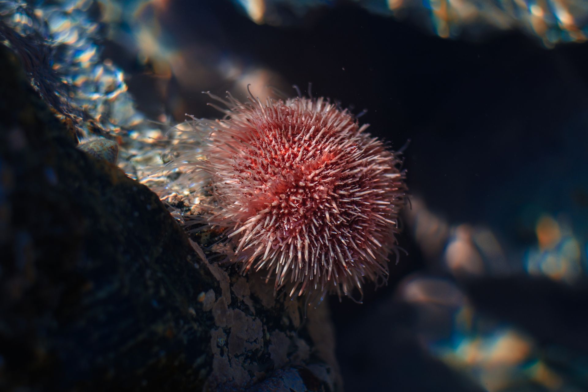 Vibrant red sea urchin with spiky texture in natural underwater environment, showcasing marine beauty.