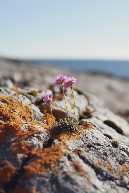Ilmainen kuvapankkikuva tunnisteilla kallio, kasvikunta, kukka-valokuvaus
