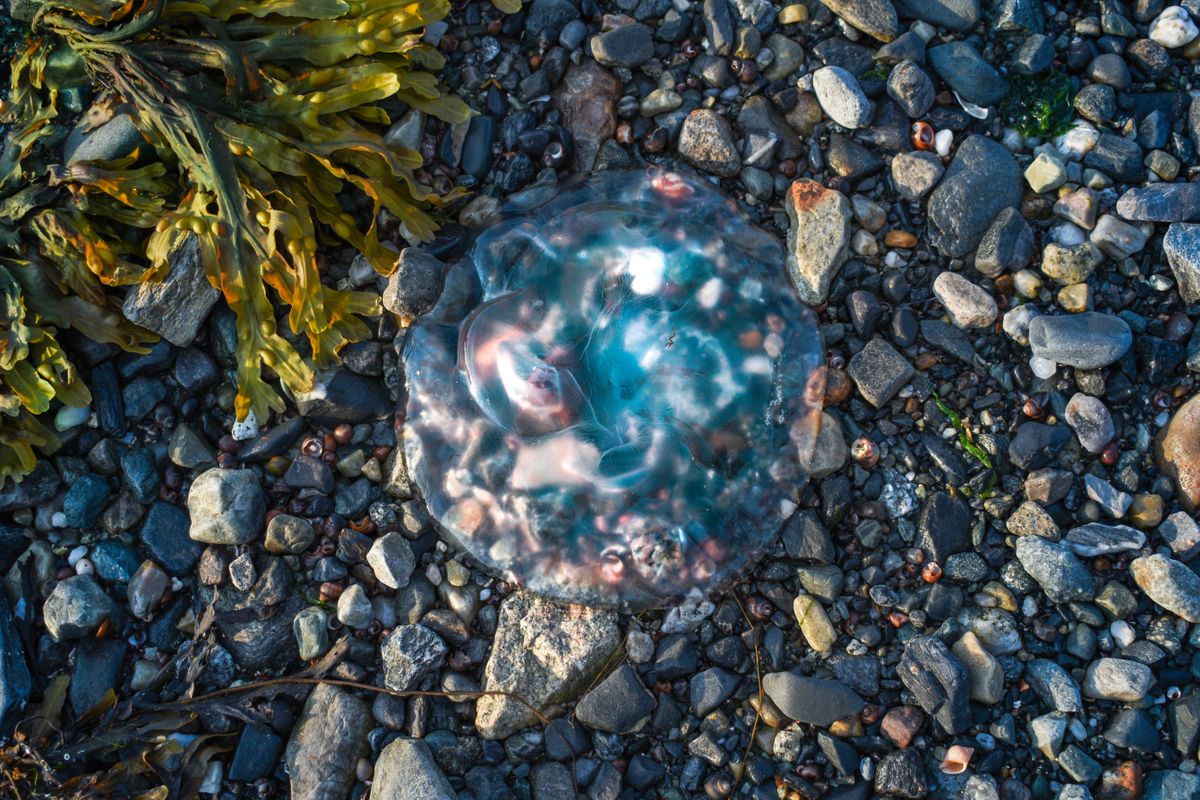 Beautiful jellyfish on a pebble-strewn beach beside seaweed, highlighting marine life.